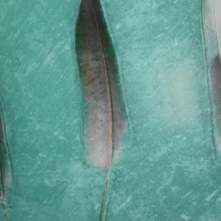 דירה Federleicht