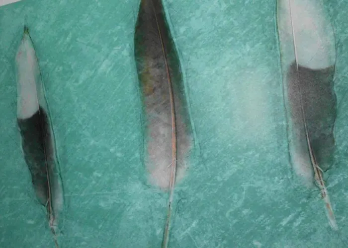 Appartement Federleicht